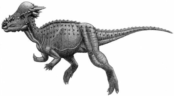 An artists reconstruction of Pachycephalosaurus.  By Jordan Mallon